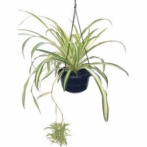 Chlorophytum Cosmosum Vittatum 20cm