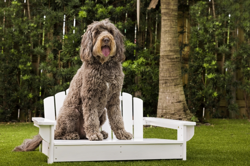 Dog White Adirondack Chair Bed (Large)
