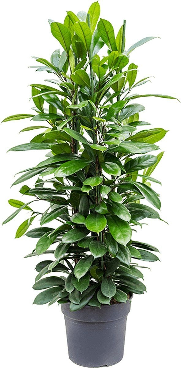 Ficus cyathistipula L kamerplant
