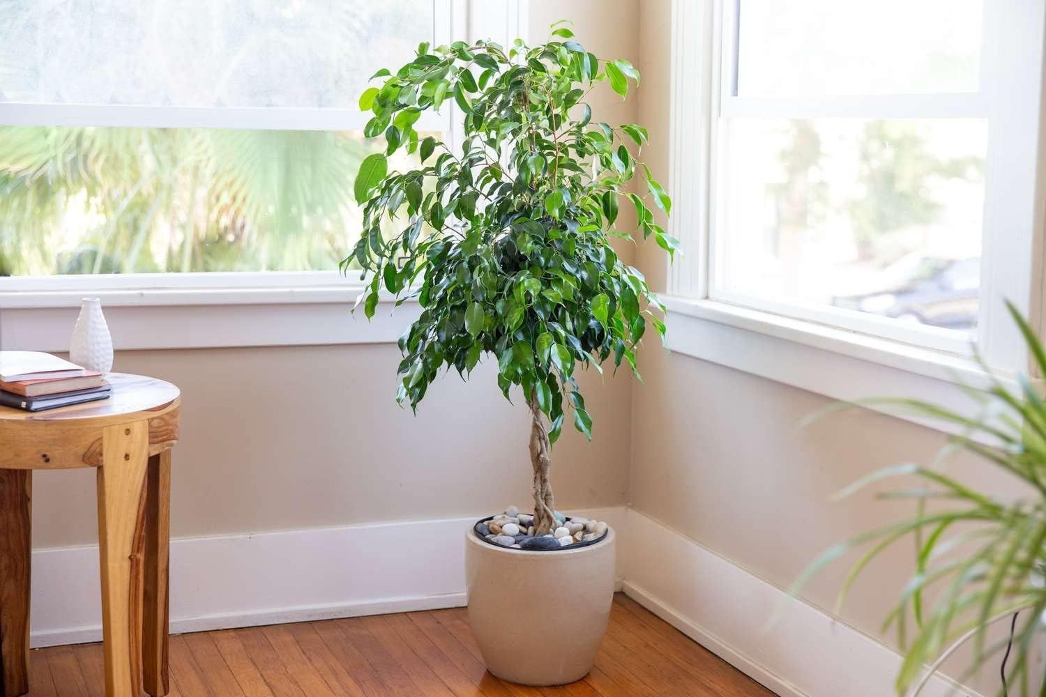 Ficus Tree Variety 3-Pack - Live Starter Plants in 2 Inch Pots - Grower's Choice Various Varieties Stunning Easy Care Interior Houseplant