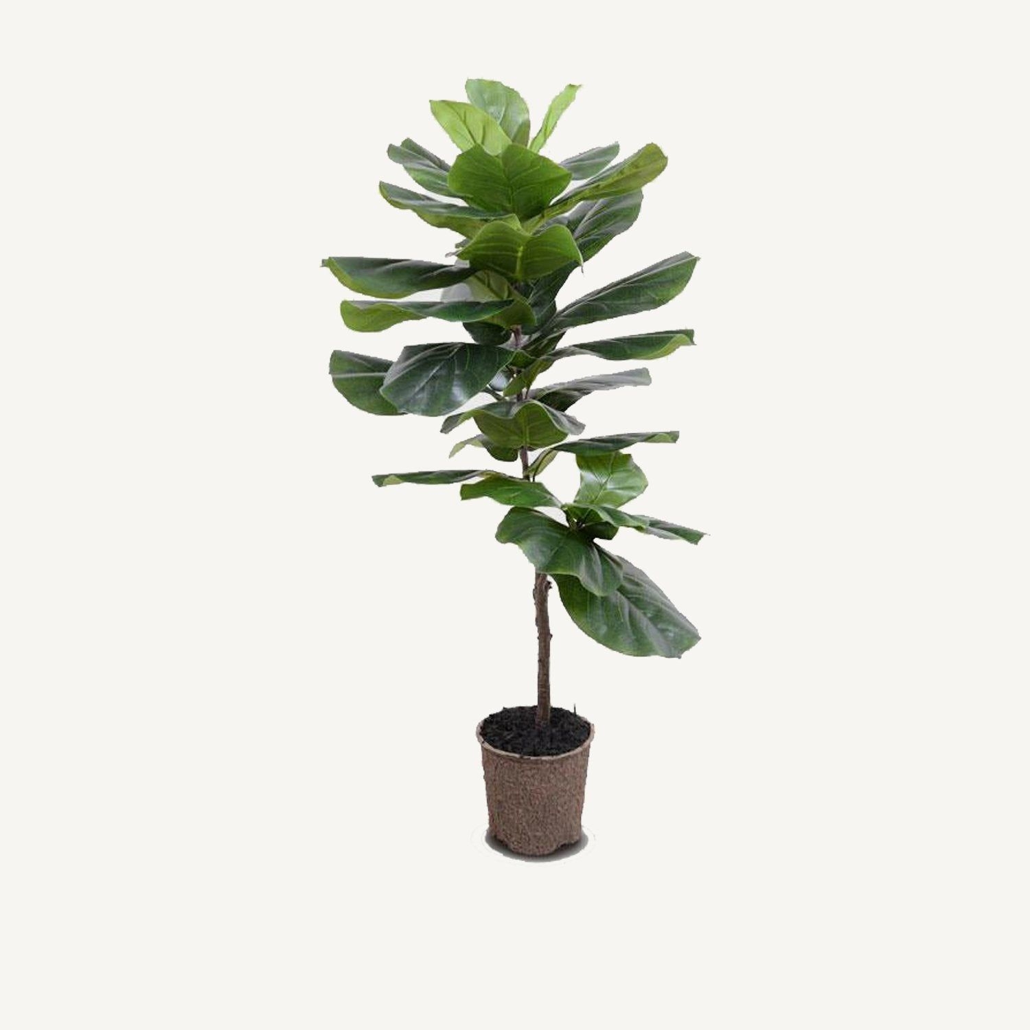 Fiddle Leaf Fig Tree - 48"