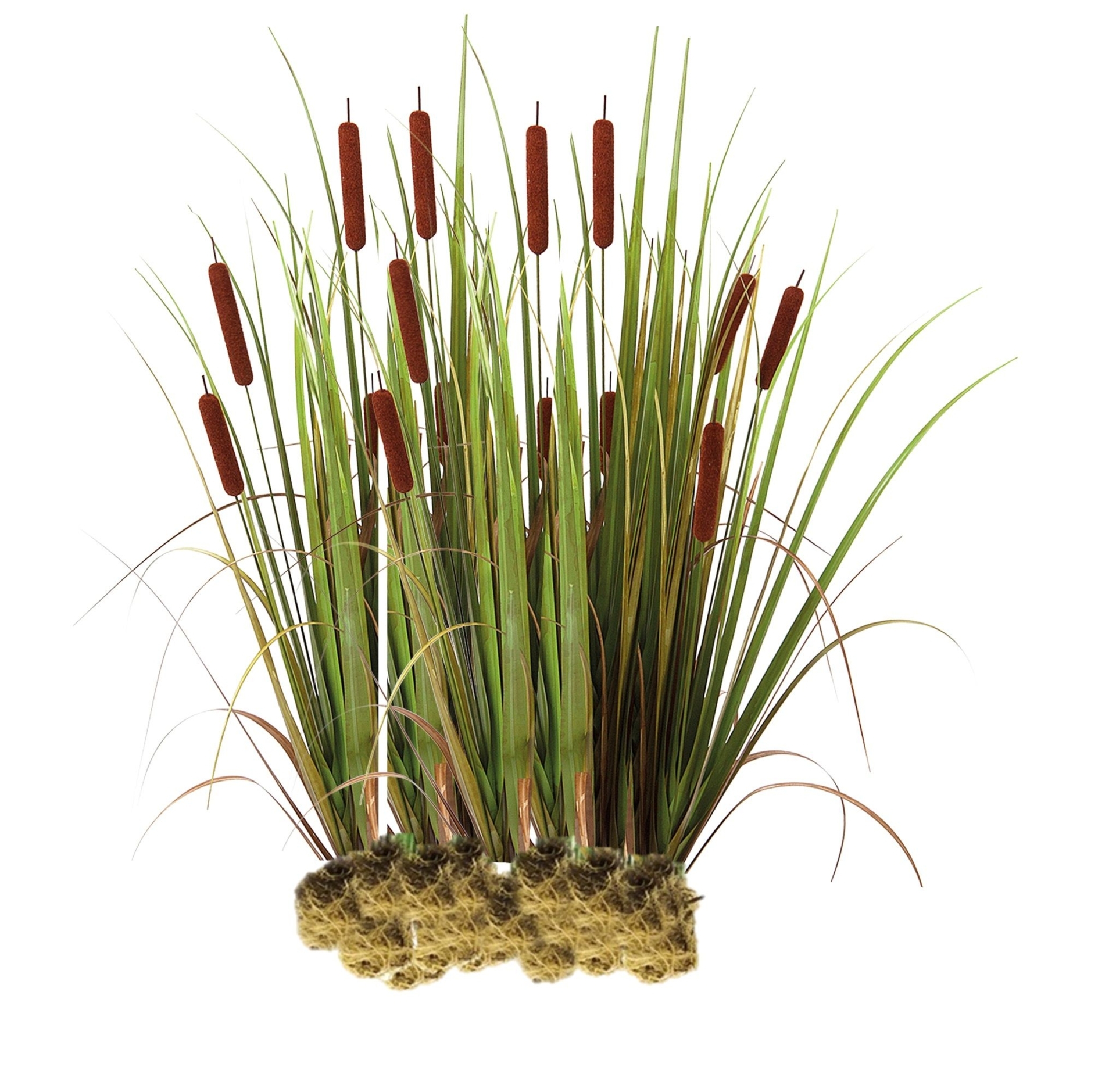 Kleine Lisdodde - 2000 stuks - Typha Angustifolia