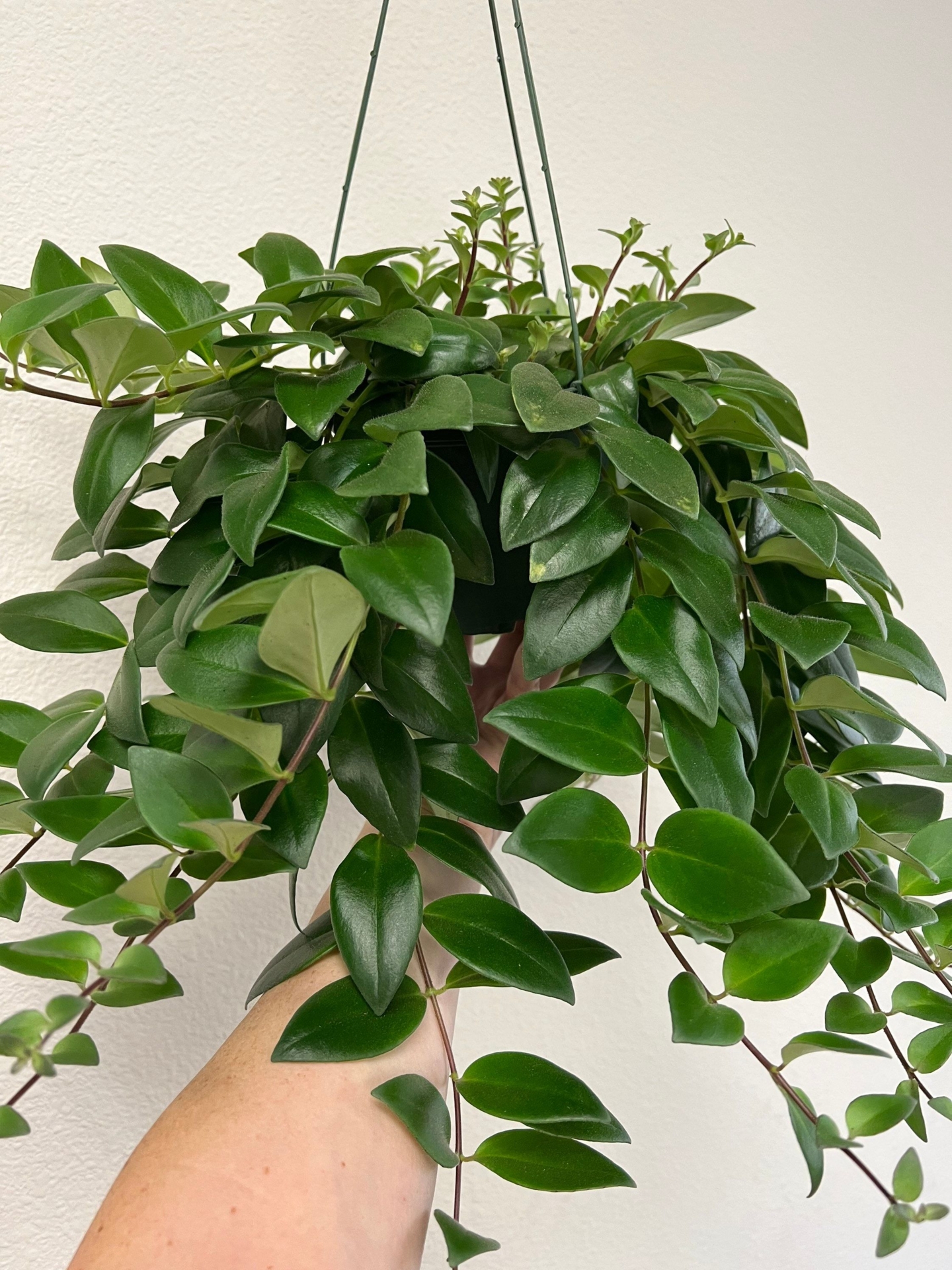 Lipstick plant, live plant, house plant 6in