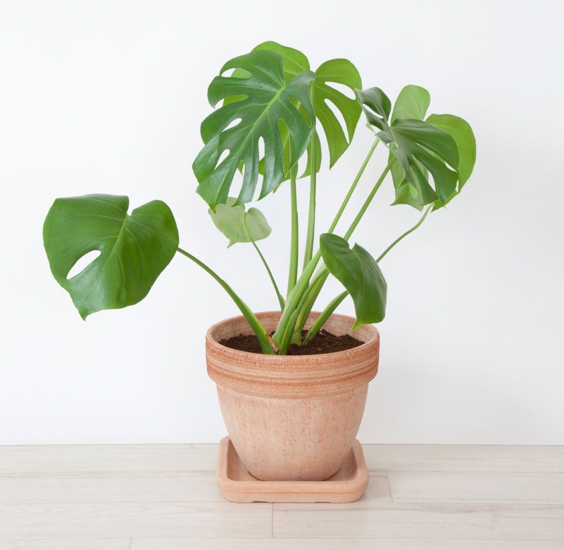 Monstera Deliciosa Swiss Cheese Houseplant Seeds - Tropical Indoor House Plant - 15 Fresh Rare Seeds Easy to Grow