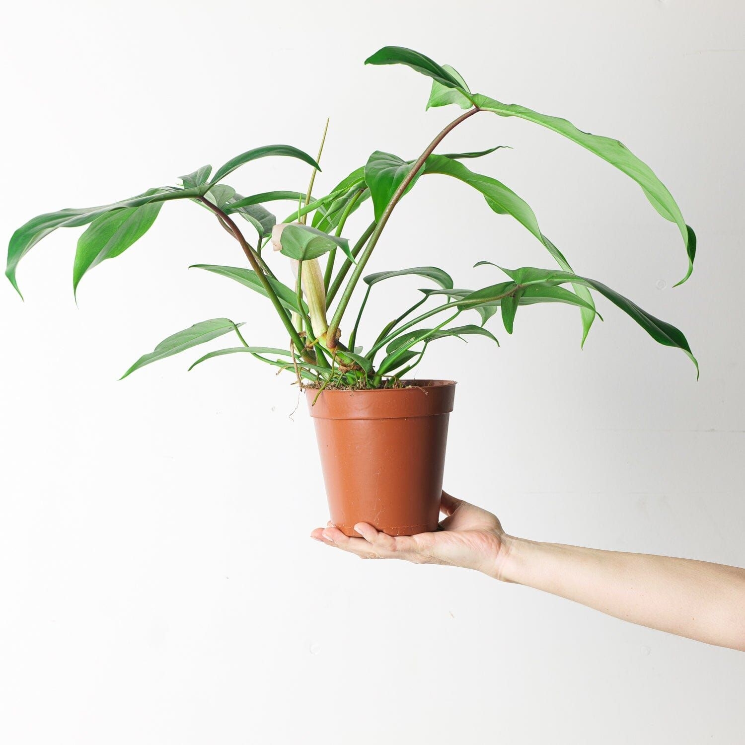 Philodendron 69686 - 15cm