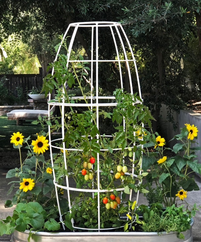 Toki 58'' H x 24'' W Steel Obelisk Trellis
