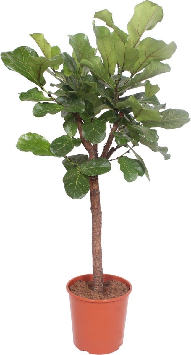 Trendyplants - Ficus Lyrata boom - Tabaksplant - Kamerplant - Hoogte 170-190 cm - Potmaat 30cm