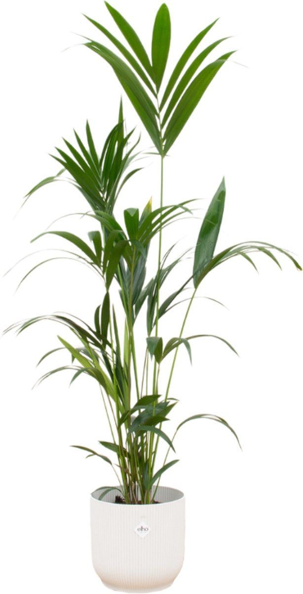 Trendyplants - Kentia palm inclusief elho Vibes Fold Round wit - 160 cm - 30cm