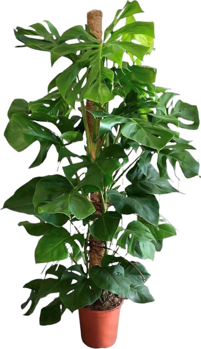 Trendyplants - Monstera Deliciosa - Gatenplant - Kamerplant - Hoogte 140-160 cm - Potmaat 27cm