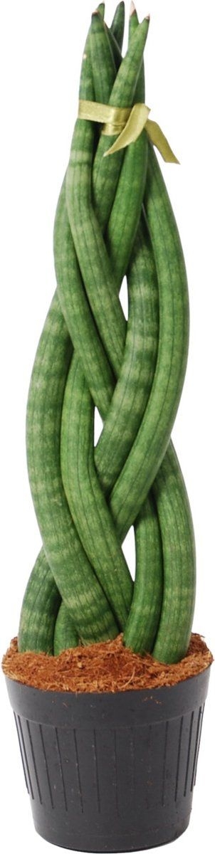 Trendyplants - Sansevieria Cylindrica 'Twist' - Kamerplant - 30-50 cm - Potmaat 10,5cm