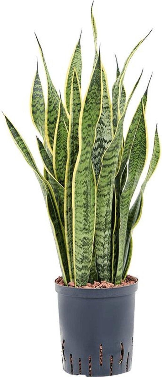 Vetplant  Vrouwentongen (Sansevieria Trifasciata Laurentii)  Hoogte: 75 cm  van Botanicly