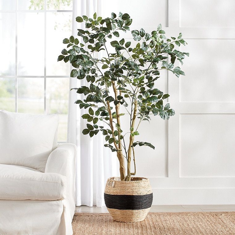 Wild Coffee Panax Tree - Grandin Road