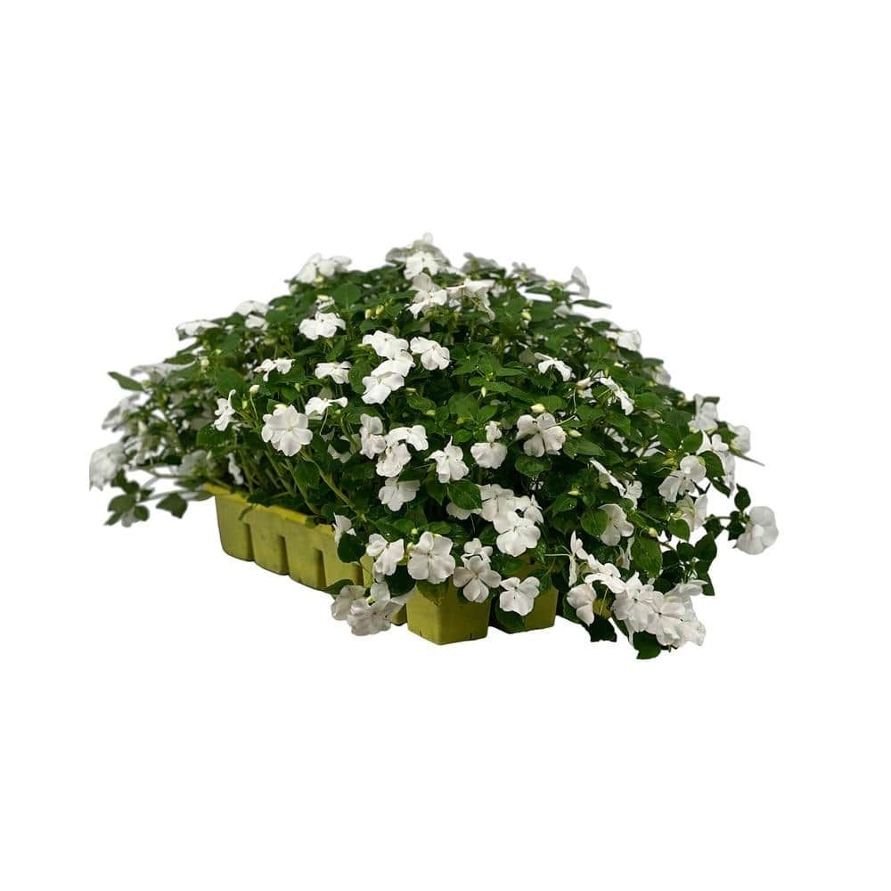 18-Pack  White Impatiens Outdoor Annual Plant with White Flowers in 2.75 In. Cell Grower's Tray