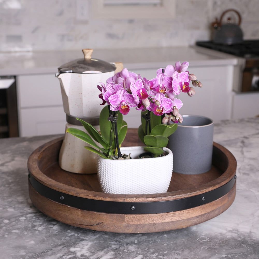 4-Inch Pink Orchid Garden - Pink Orchid Garden