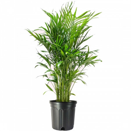 American Plant Exchange Cat Palm Tree, Large Live Plant, 10-Inch Pot, Easy Care, Low Light Houseplant