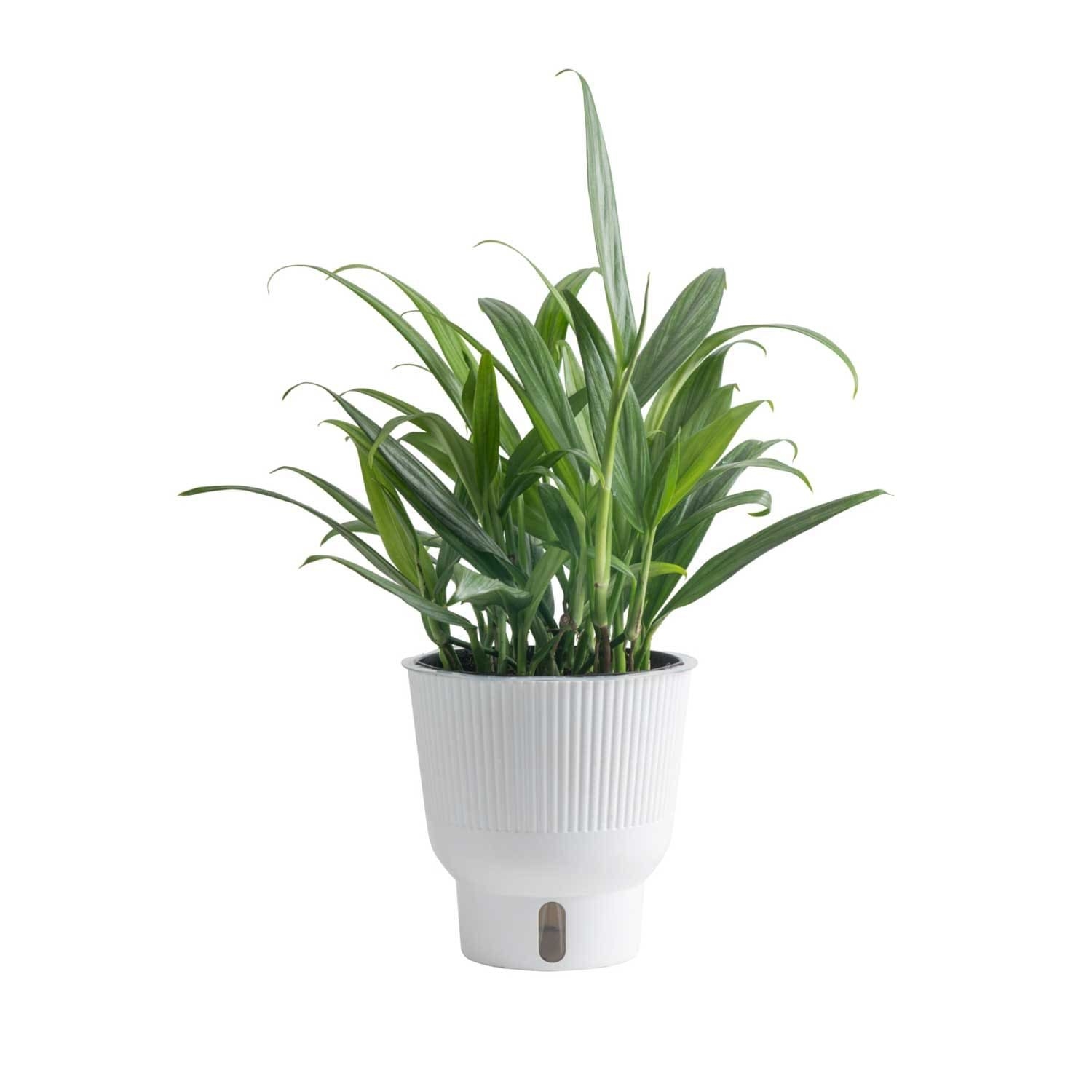 Costa Farms Green Silver Streak Pothos House Plant in 6-in Pot | M-EMA-S-MWG-01-LW