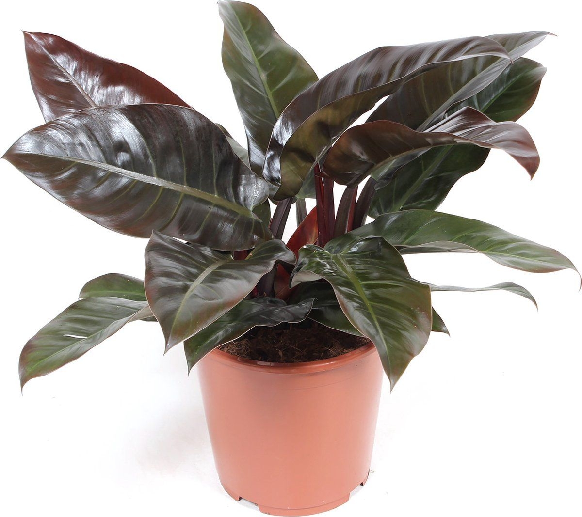 Groene plant  Philodendron (Philodendron Imperial Red) met bloempot  Hoogte: 80 cm  van Botanicly