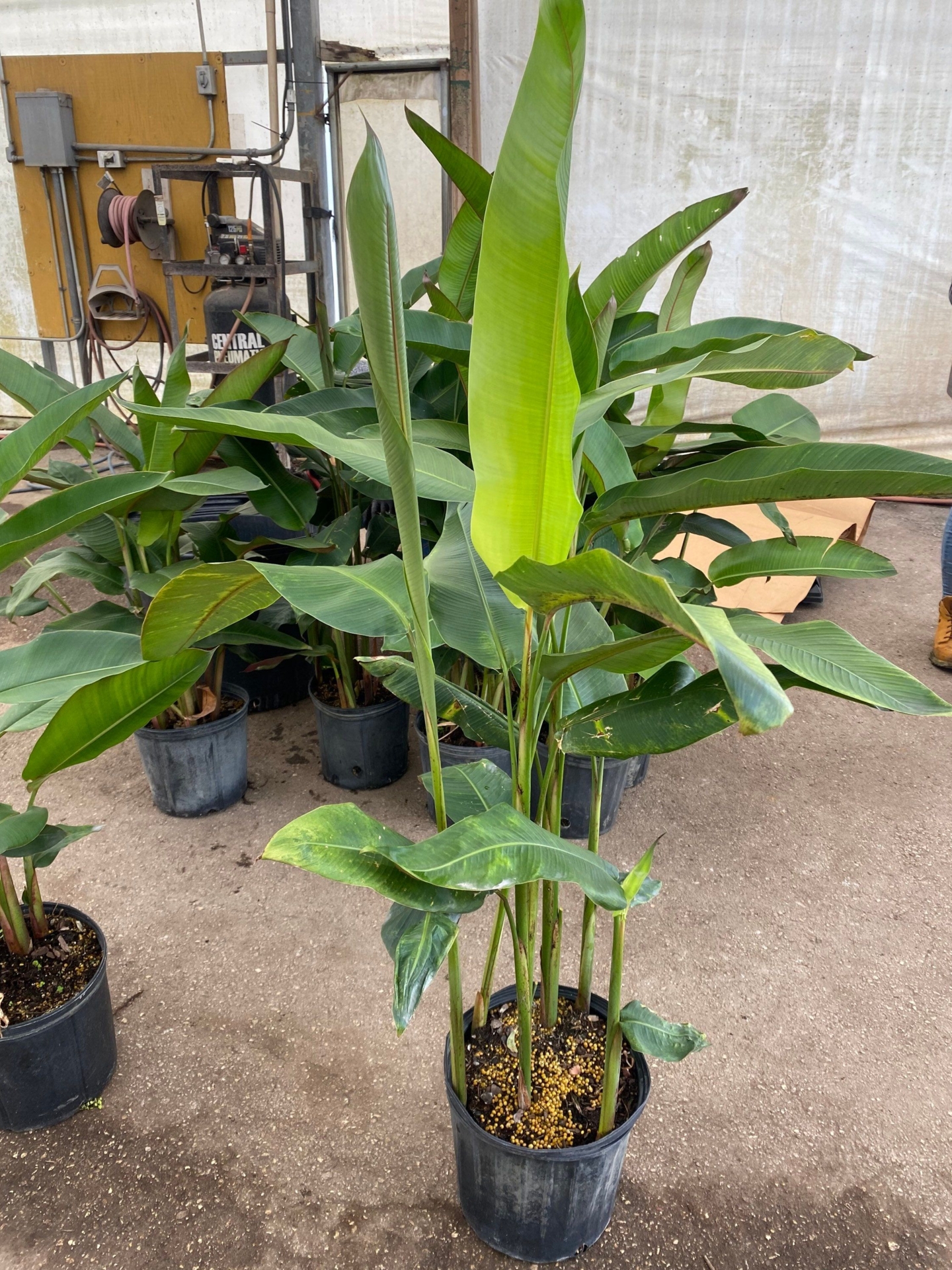 "Heliconia 'Lobster Claw' 10\" inch pot. Not for sale for CA"
