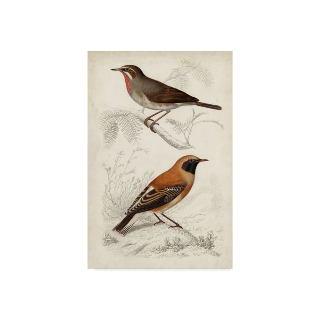 M. Charles D'Orbigny D'Orbigny Birds Vi Canvas Art - 20" x 25" - Multi
