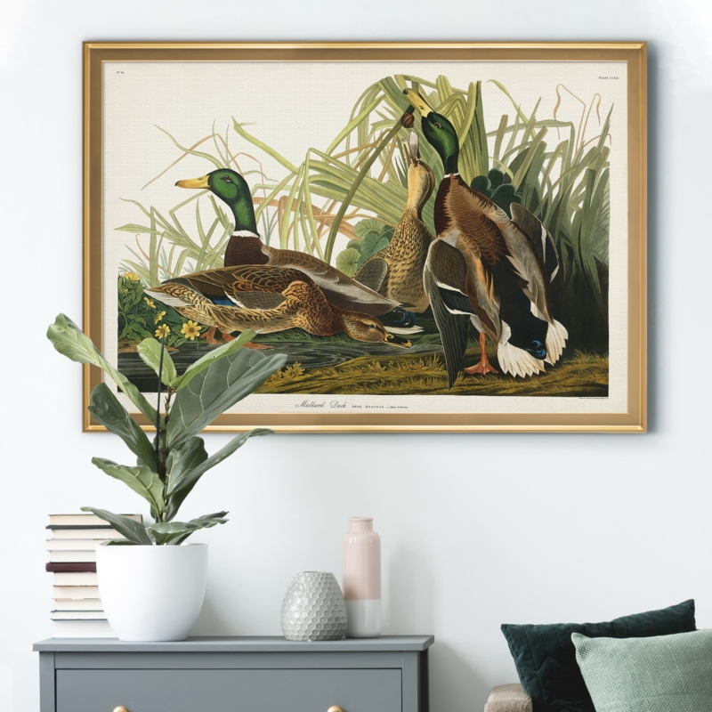 Mallard Duck - Picture Frame Print on Canvas