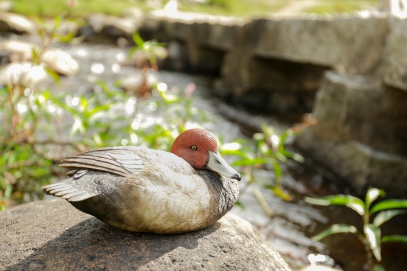 MALLARD WITH RED HEAD