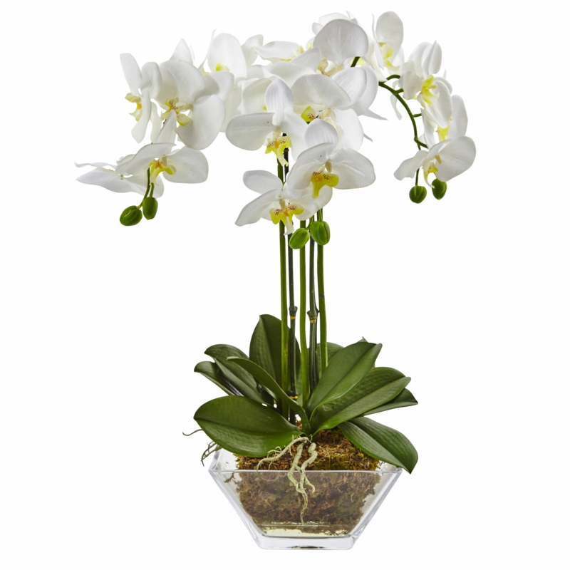 Orchid Arrangement in Vase