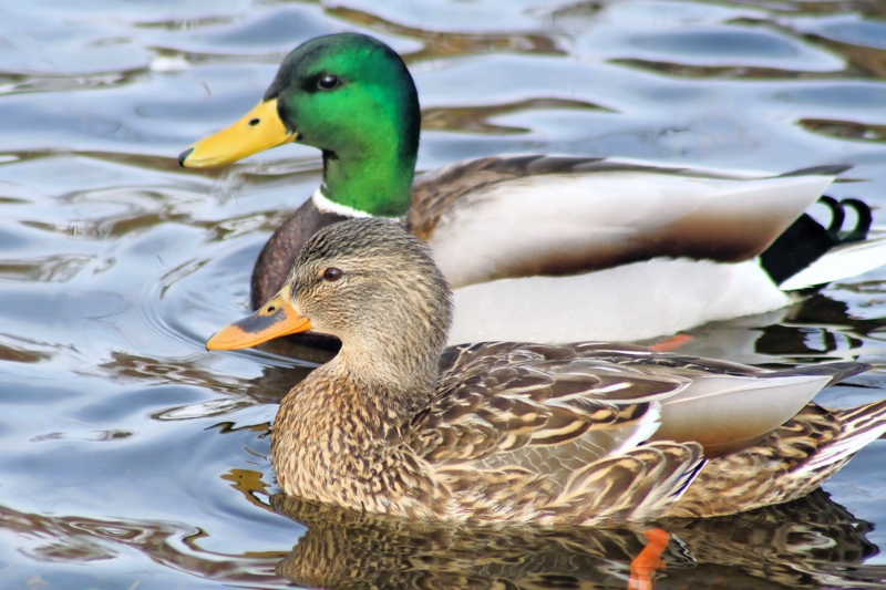 Verilea Mallard Duck On Canvas by Rena-Marie Photograph