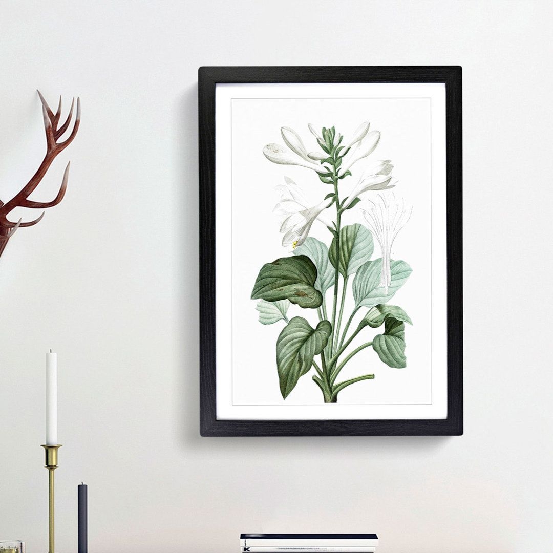 White Daylily Flowers by Pierre-Joseph Redoute - Picture Frame Art Prints on MDF