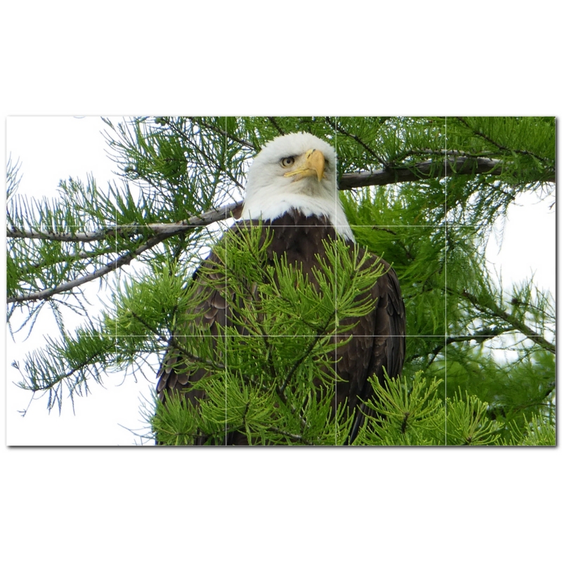 Bird Photo 12'' x 12'' Satin Ceramic Decorative Mural