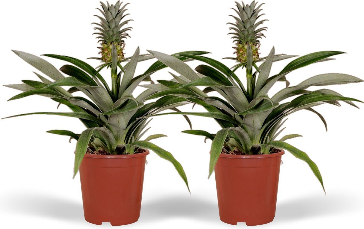 Bromelia (Bromelia)  Hoogte: 25 cm  van Botanicly