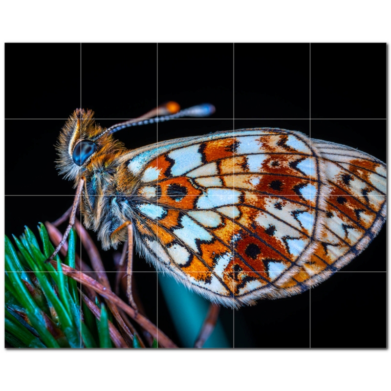 Butterfly Photo 6'' x 6'' Satin Ceramic Decorative Mural