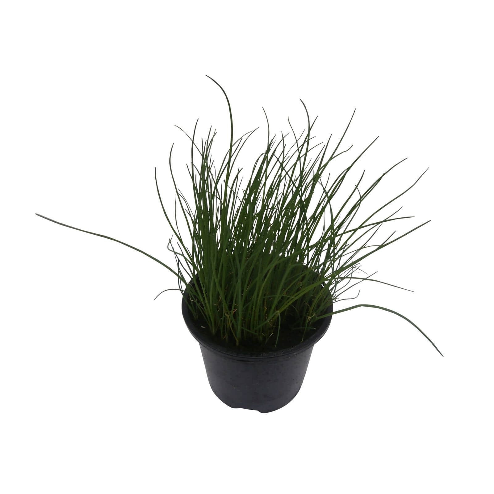 Curled Parsley - 1L