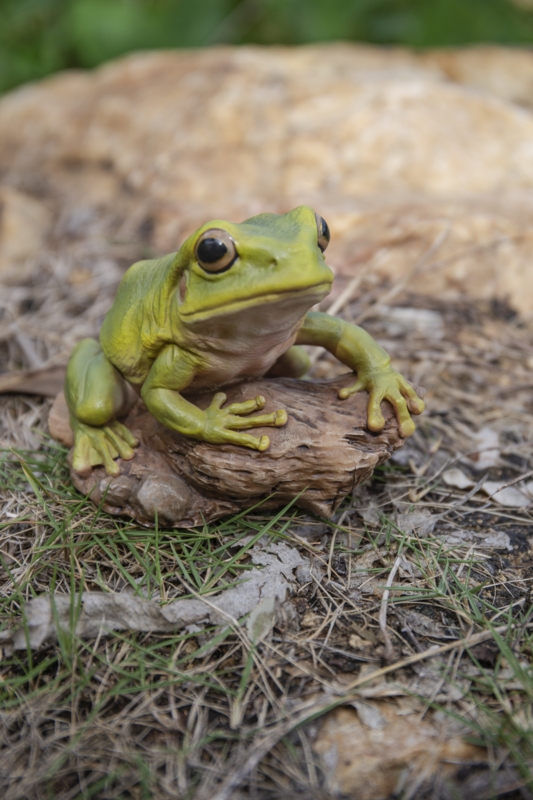 Tree Frog