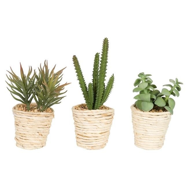 5 in. Potted Succulent Cactus Assortment Set