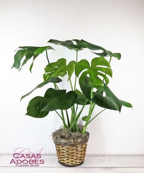Monstera Deliciosa - Table Top Size (6" diameter)