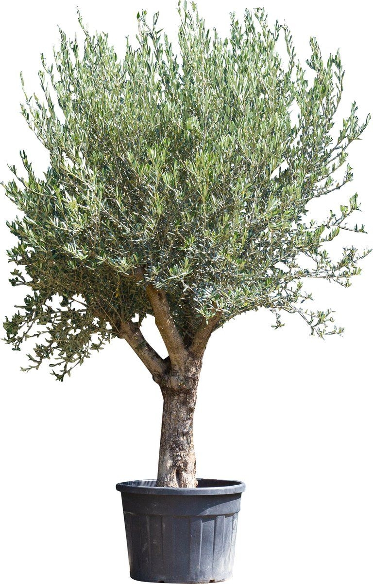 Olijfboom Olea europaea 200 cm