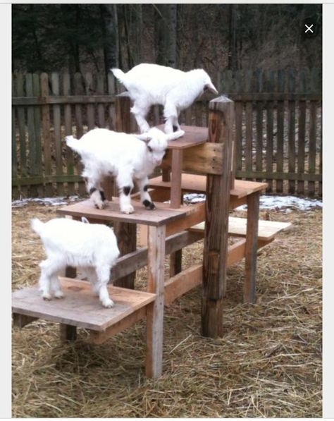 19 Goat pens ideas | goat pen, goat shelter, goat house
