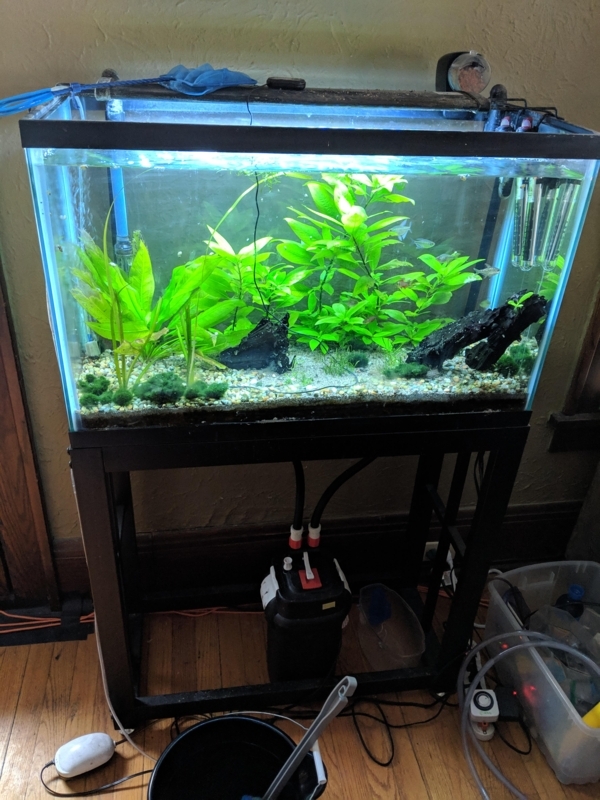 29-Gallon Tall Aquarium with Lush Green Plants