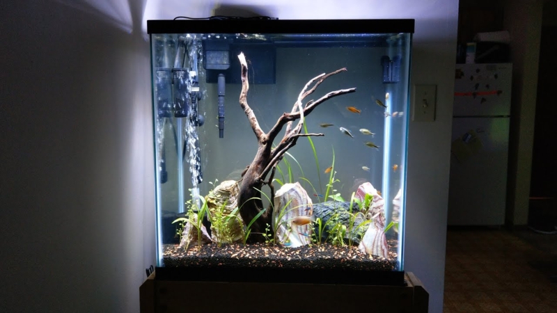 30 Gallon Extra Tall Aquarium with Natural Decor