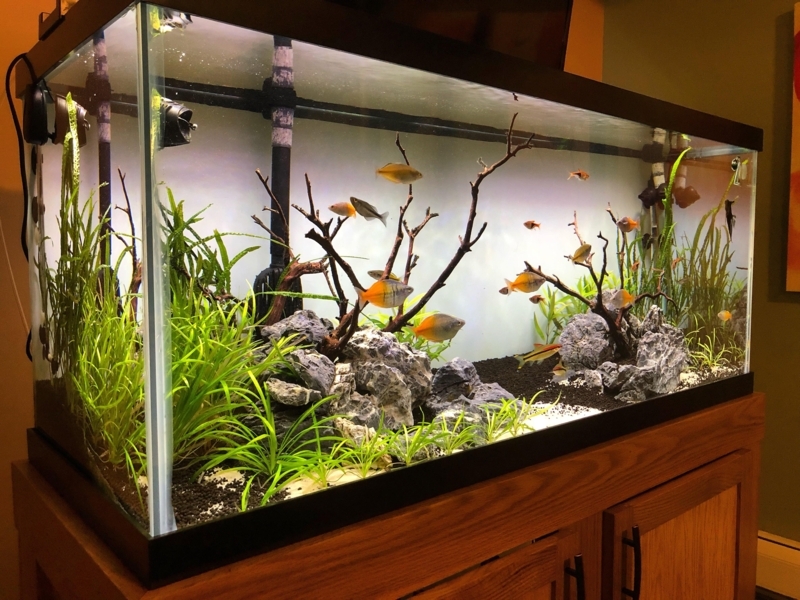 75 Gallon Planted Rainbowfish Aquarium Design