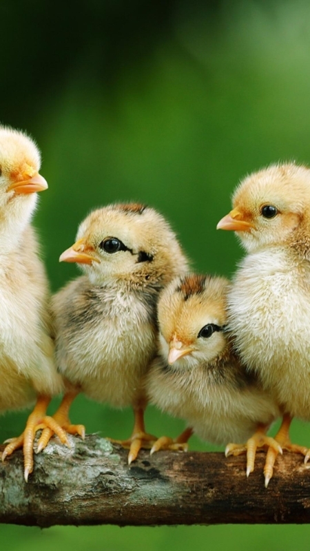 Adorable Baby Chickens on Natural Branch Wallpaper