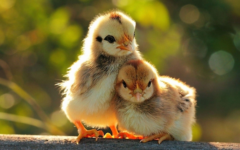 Adorable Baby Chickens with Soft Natural Lighting