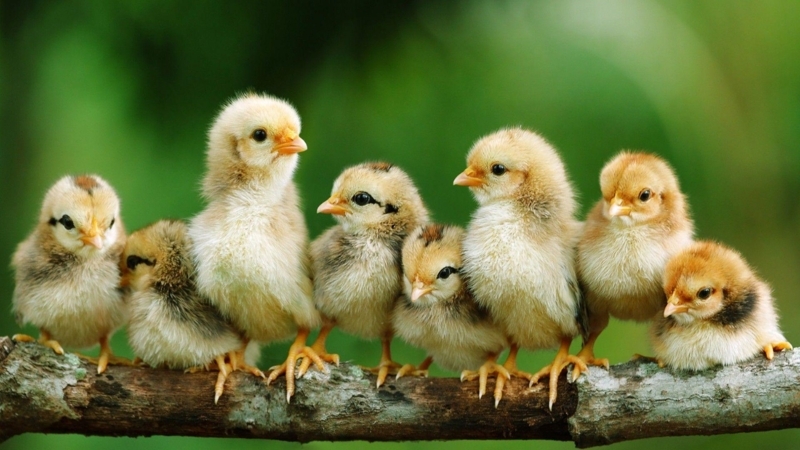 Adorable Baby Chicks on Rustic Branch Wallpaper