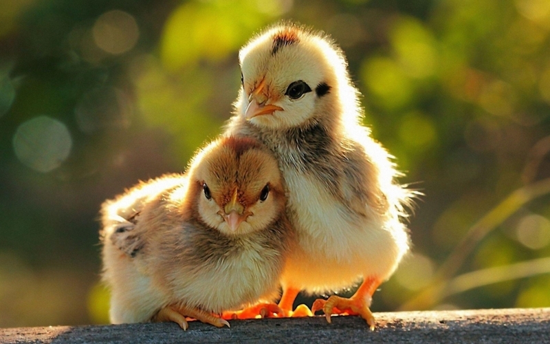 Adorable Baby Chicks with Soft Natural Lighting