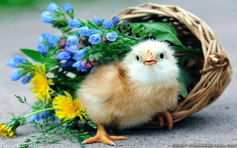 Adorable Chick with Flowers and Wicker Basket