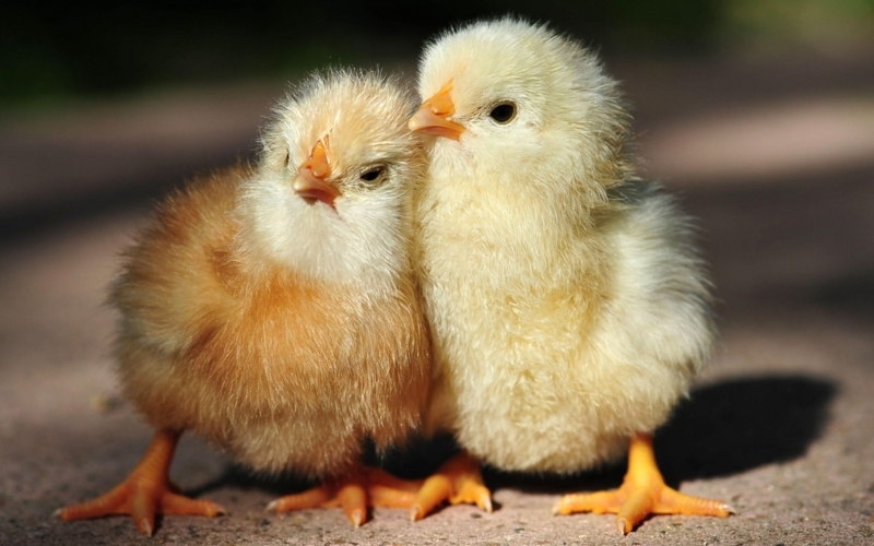 Adorable Fluffy Baby Chick Duo Close-Up