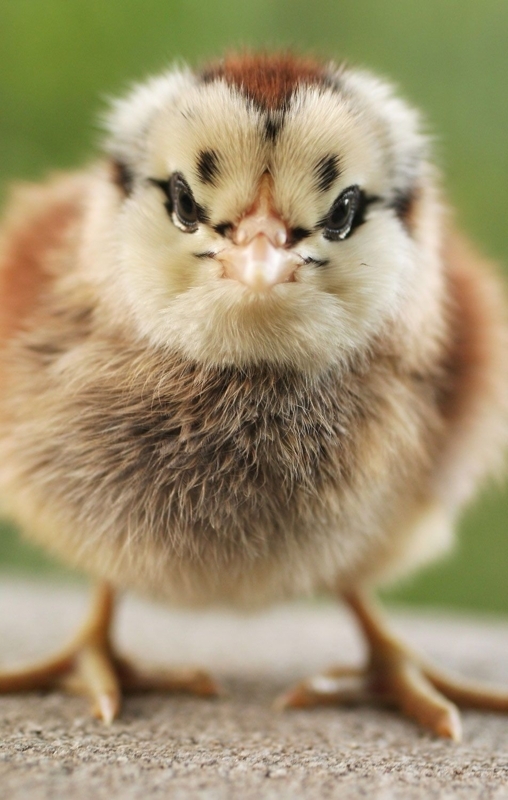 Baby Chickens Wallpapers - Wallpaper Cave