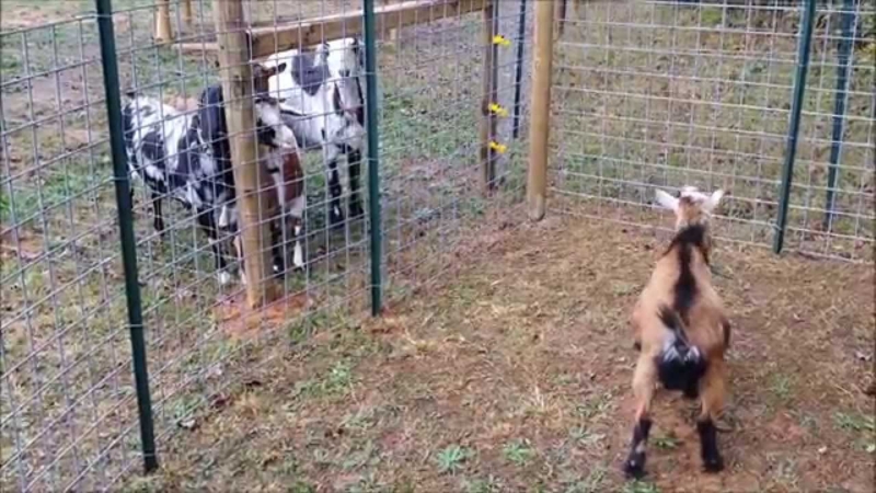 Barn Goat Pen Ideas