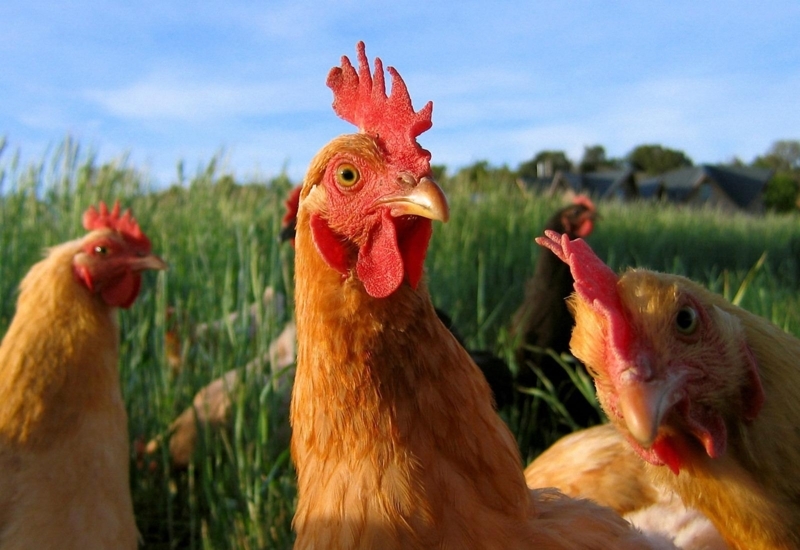 Bright and Playful Chicken Farm Wall Art Ideas