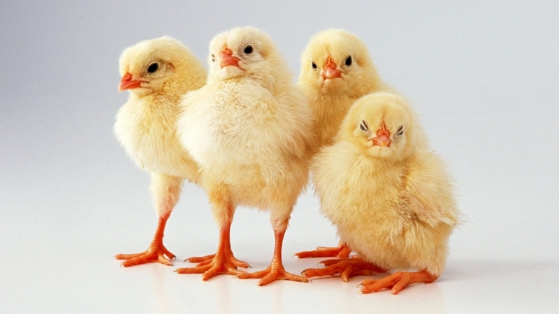 Chickens Full HD Wallpaper and Background Image | 1920x1080 | ID:244474